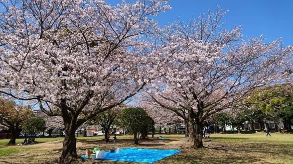 🌳 도쿠시마현 문화의 숲 종합 공원 (토쿠시마켄분카노모리소고코엔) 이미지 8